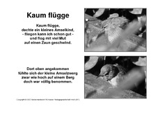 Amselgedicht-Kaum-flügge-SW-1.pdf